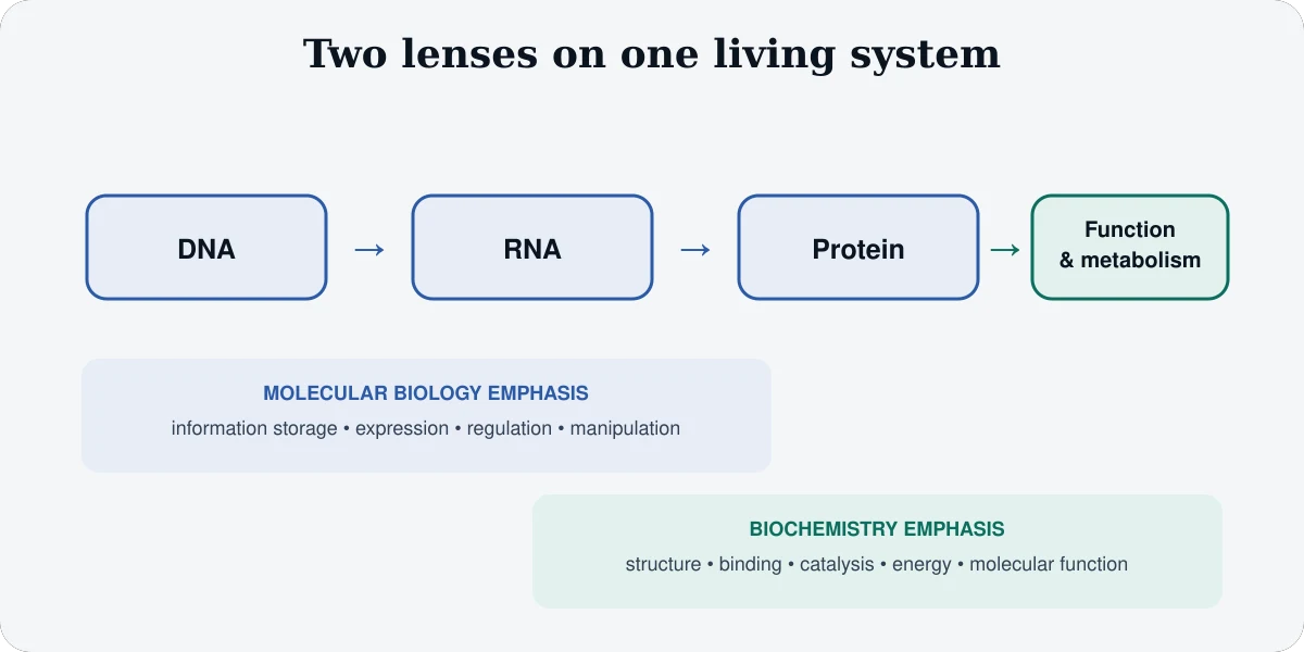 Diagram showing DNA to RNA to protein and metabolism, with molecular biology emphasizing information flow and biochemistry emphasizing protein function and chemical reactions