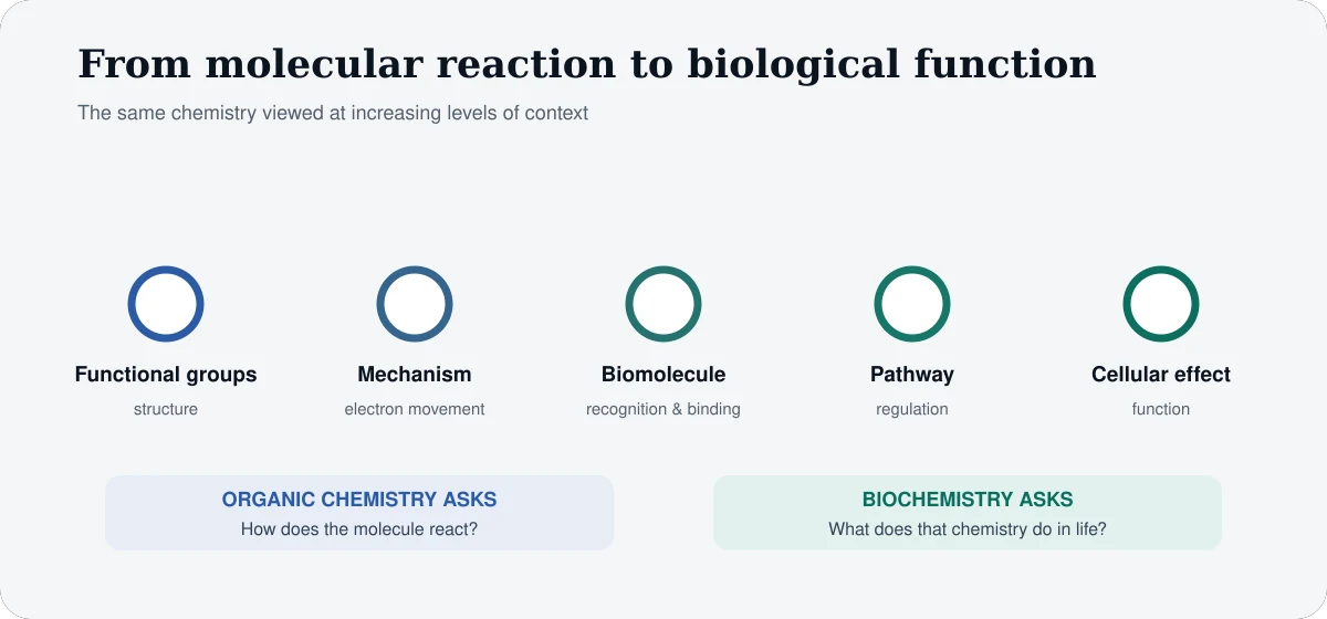 Continuum showing organic chemistry progressing from functional groups and reaction mechanisms to biomolecules and cellular function in biochemistry